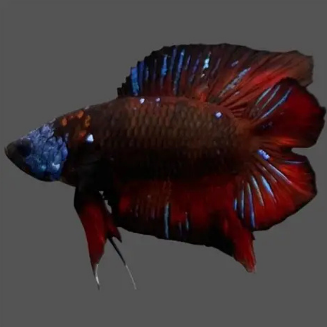 Plakat Betta - Assorted
