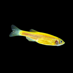 GMO Danio - alternate view 7