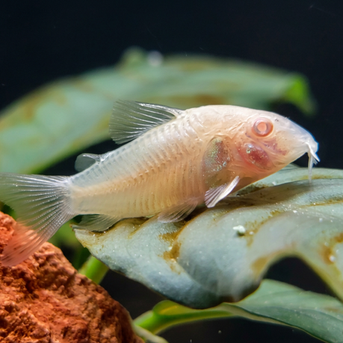 Albino Corydoras freshwater aquarium fish