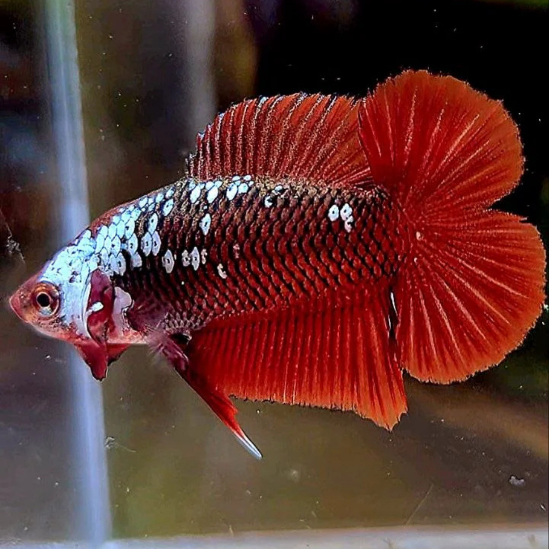 Plakat Betta - Assorted