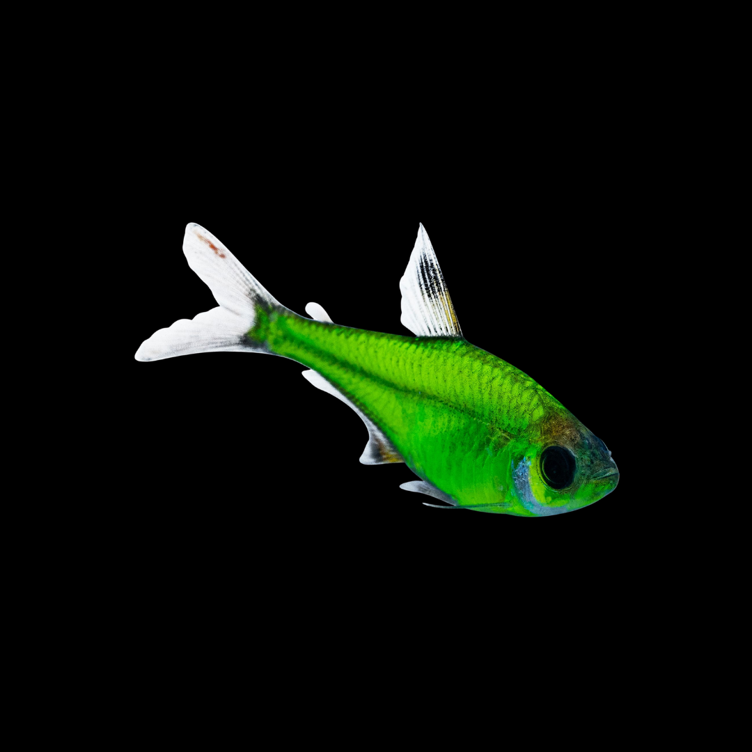 GMO Pristella Tetra