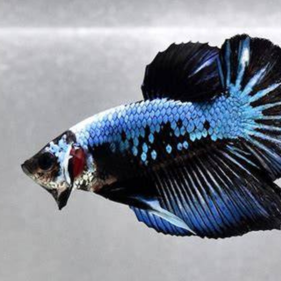 Plakat Betta - Assorted