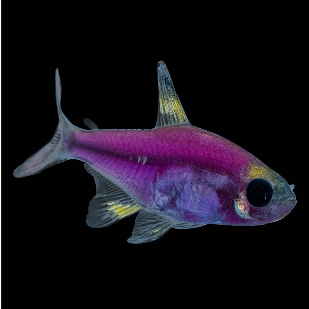 GMO Pristella Tetra - alternate view 2