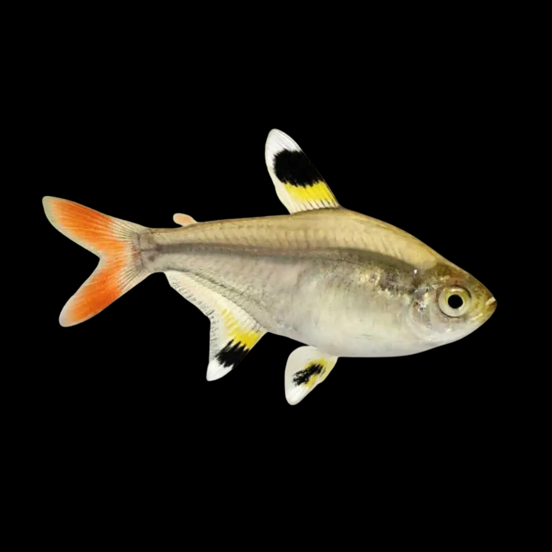 GMO Pristella Tetra - alternate view 3