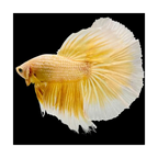 Betta Half Moon - Assorted