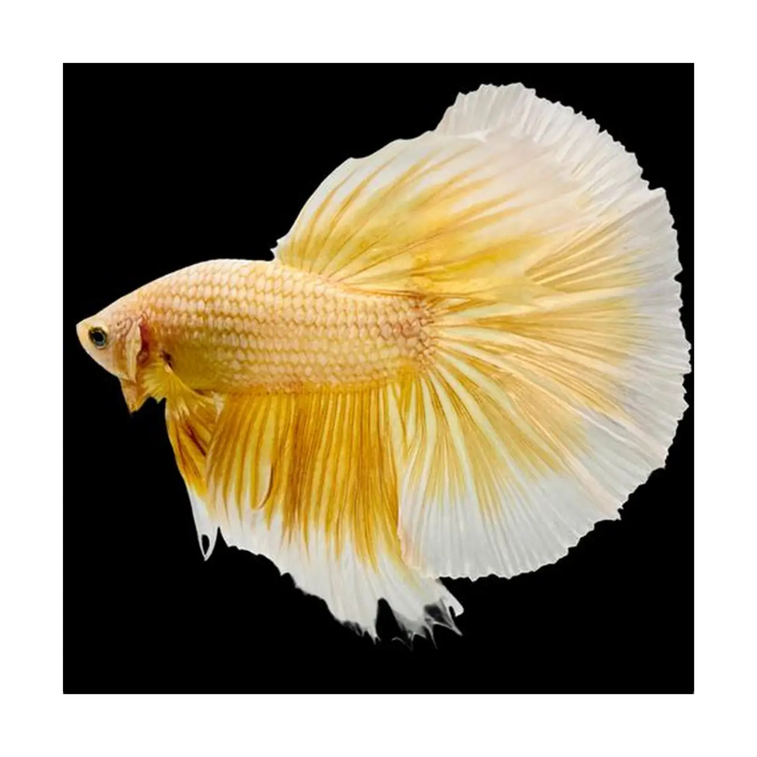 Betta Half Moon - Assorted