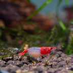 Rili Red Shrimp - alternate view 2