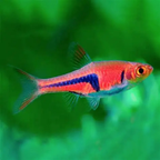 Rasbora Espei