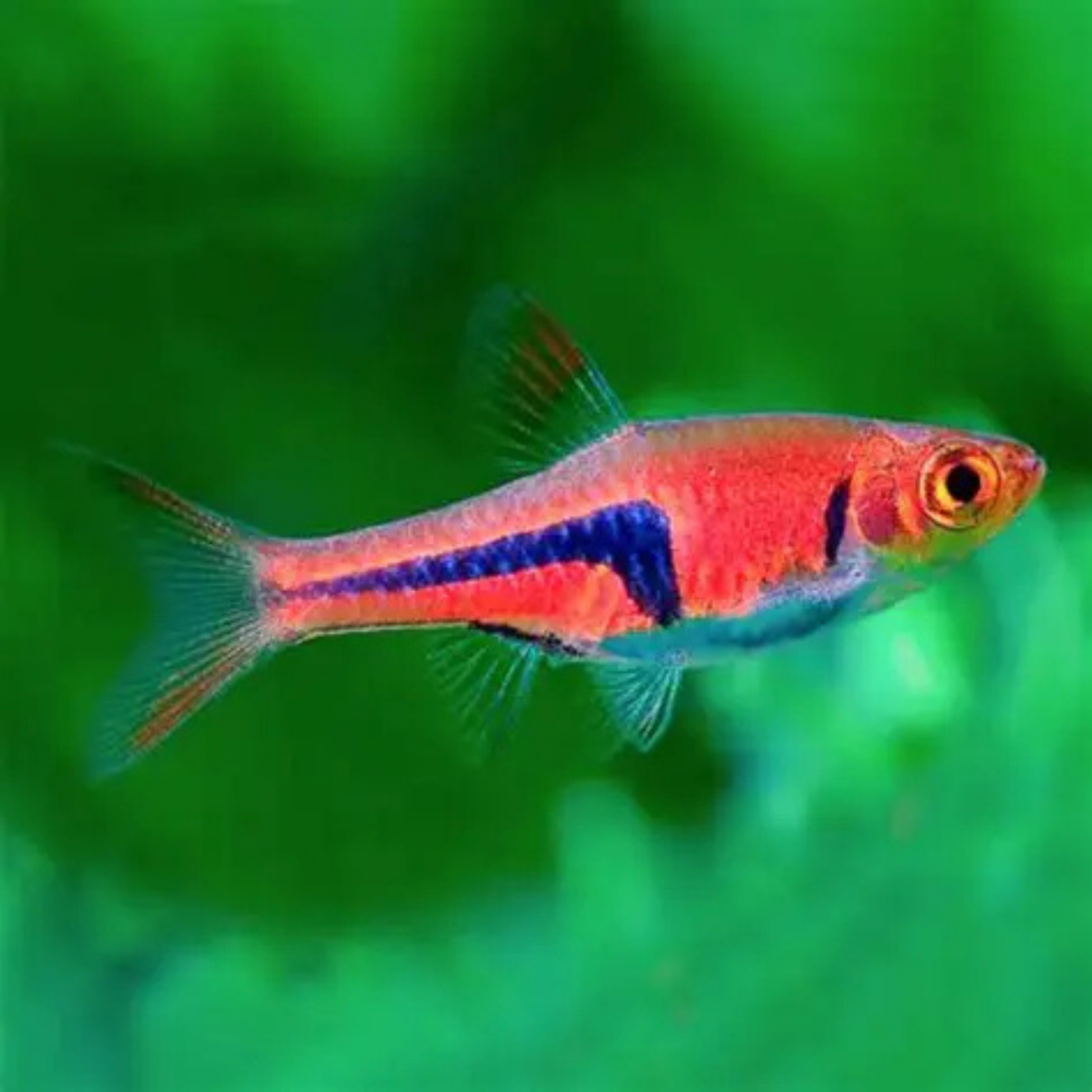 Rasbora Espei