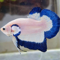 White Blue Rim Halfmoon Plakat Betta