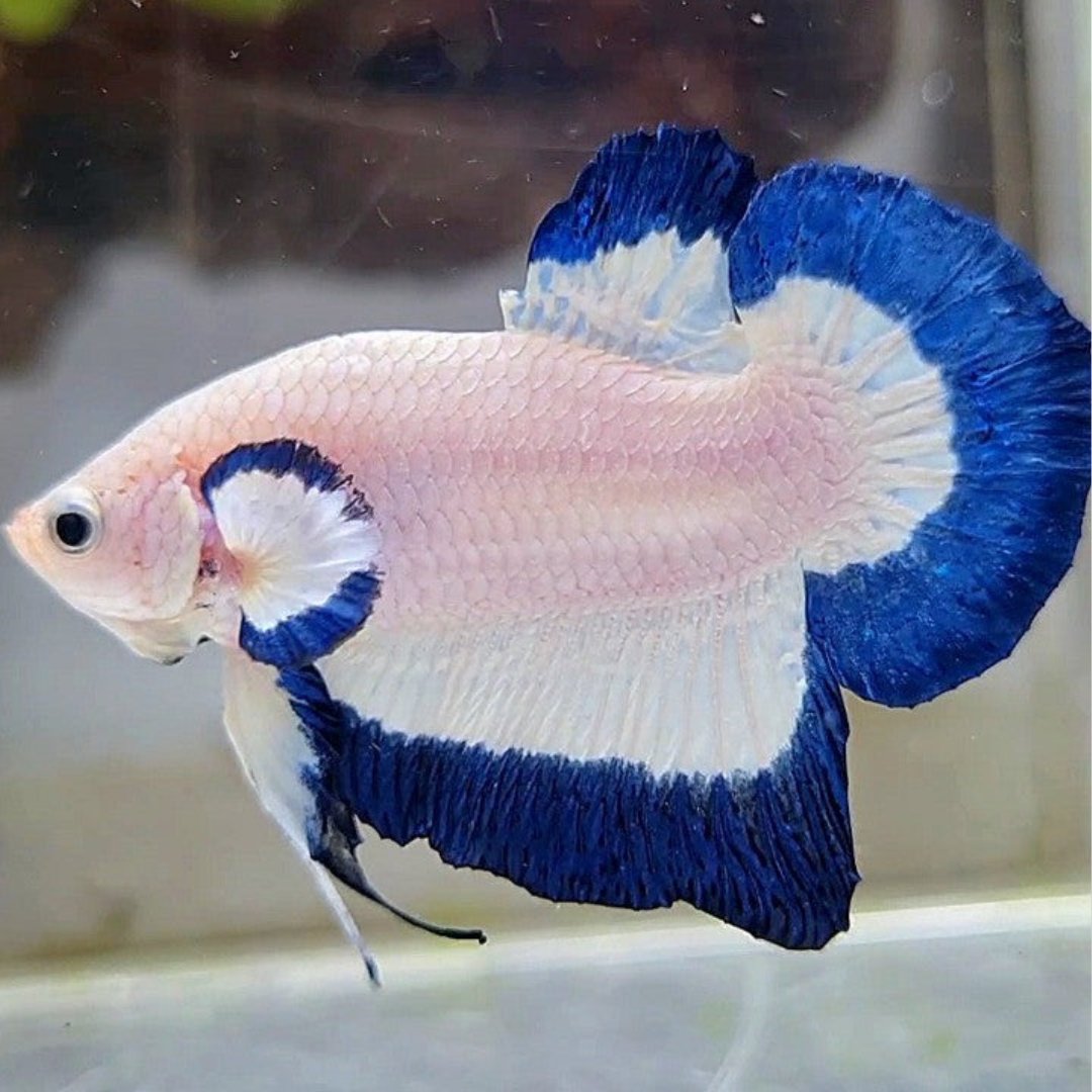 White Blue Rim Halfmoon Plakat Betta