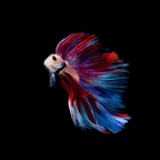Betta - Double Tail - Assorted