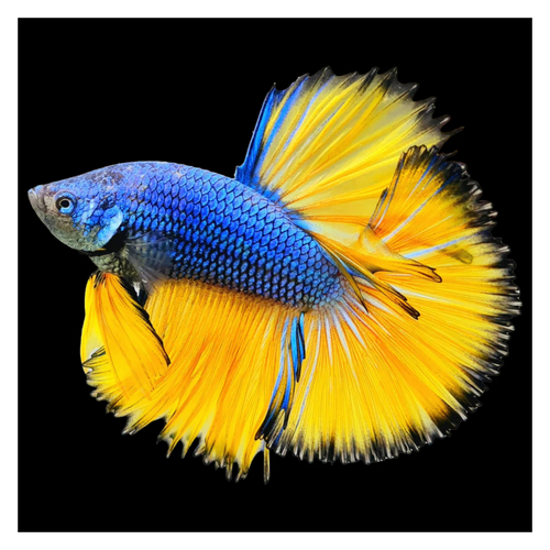 Betta Half Moon - Assorted