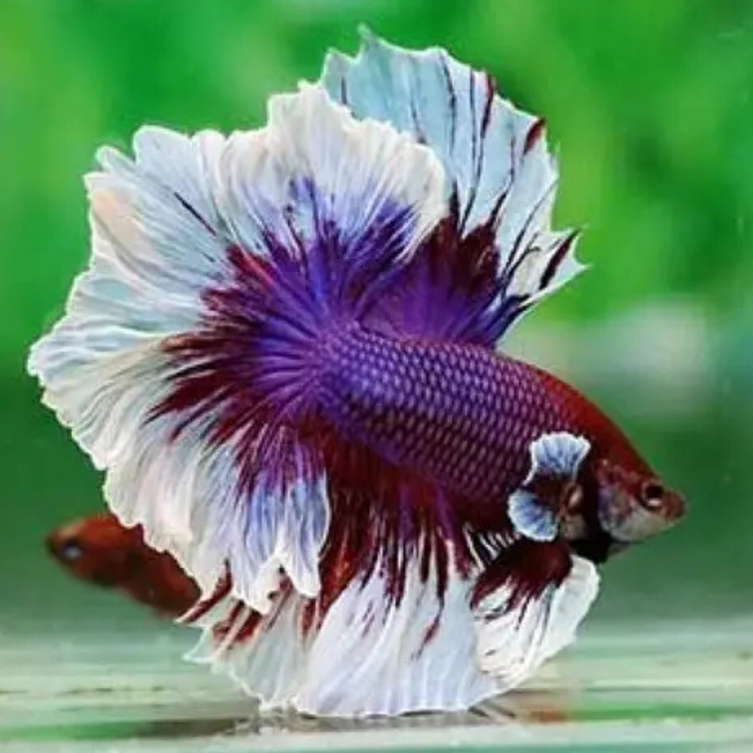 Betta Half Moon - Assorted
