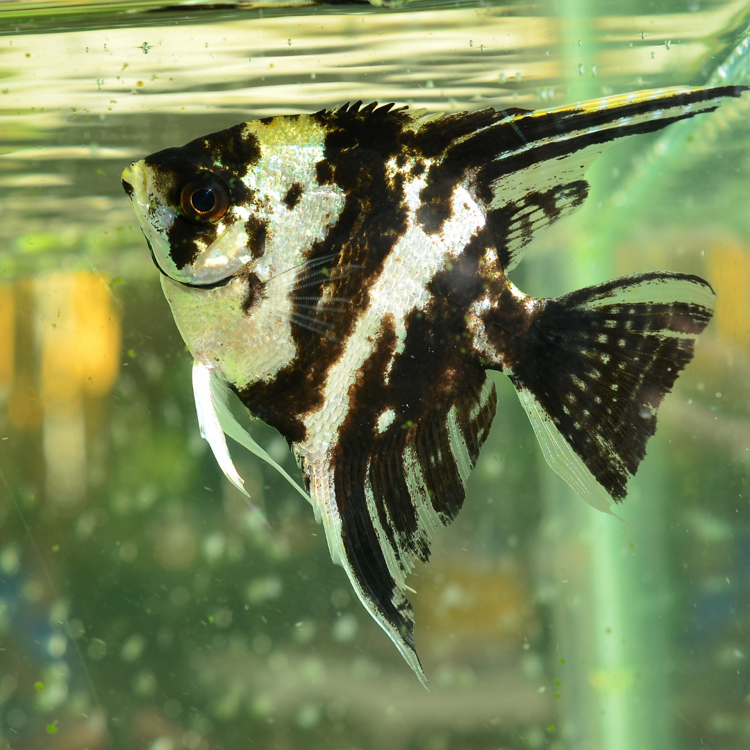 Panda Angelfish