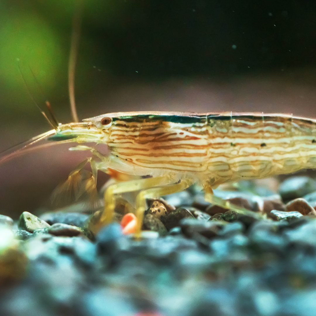 Rock or Mountain filter-feeding shrimp