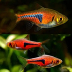 Rasbora Espei