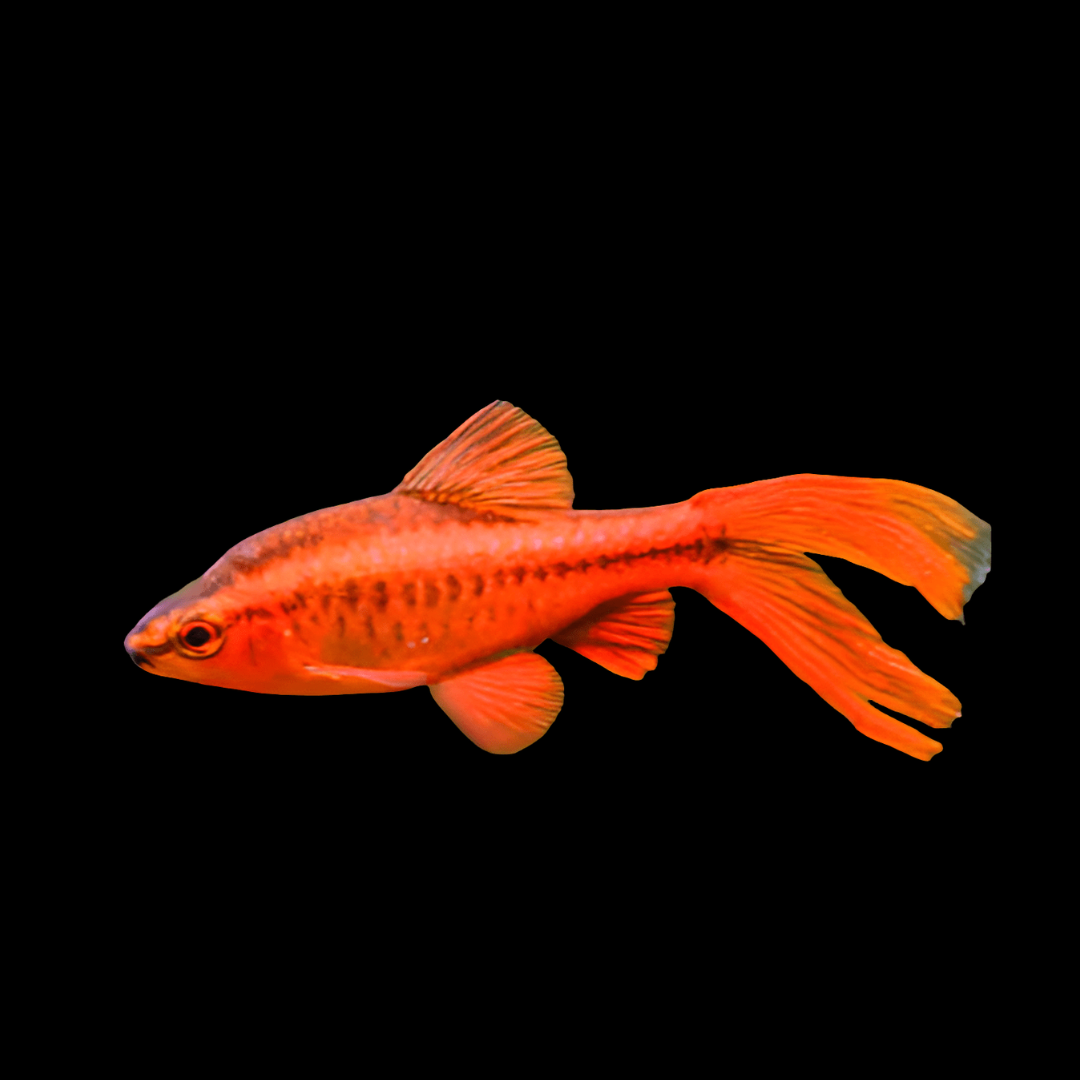 Cherry Barb