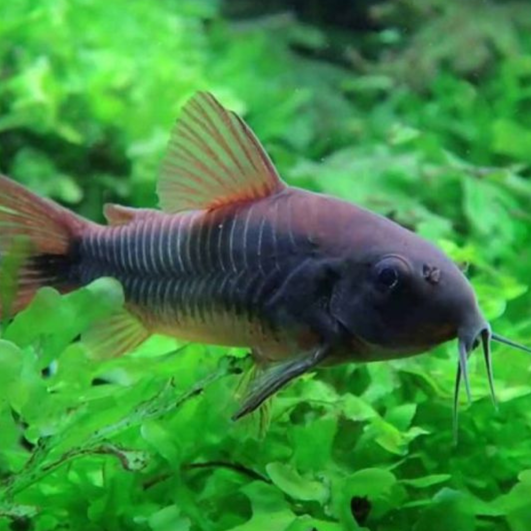 Black Venezuela Corydoras (Osteogaster aenea)