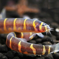 Kuhli Loach