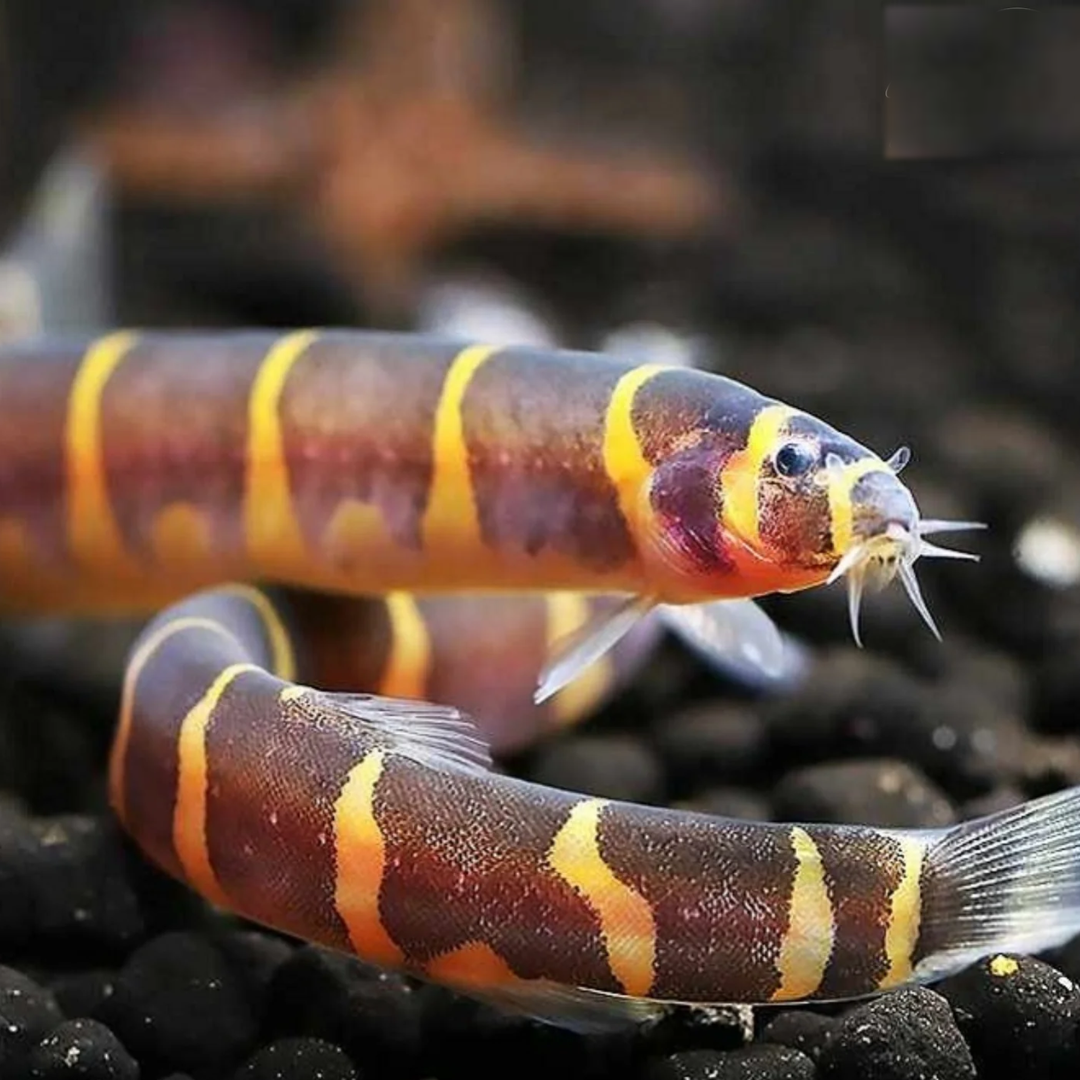 Kuhli Loach
