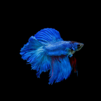 Betta - Double Tail - Assorted
