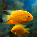 Red Spotted Severum