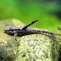 Whiptail Royal Farlowella Catfish