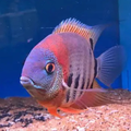 Redneck Severum