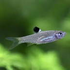 Rasbora - Emerald Eye