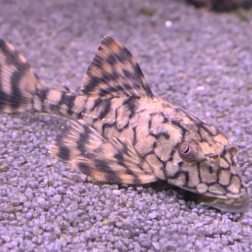 Honeycomb L037 Pleco