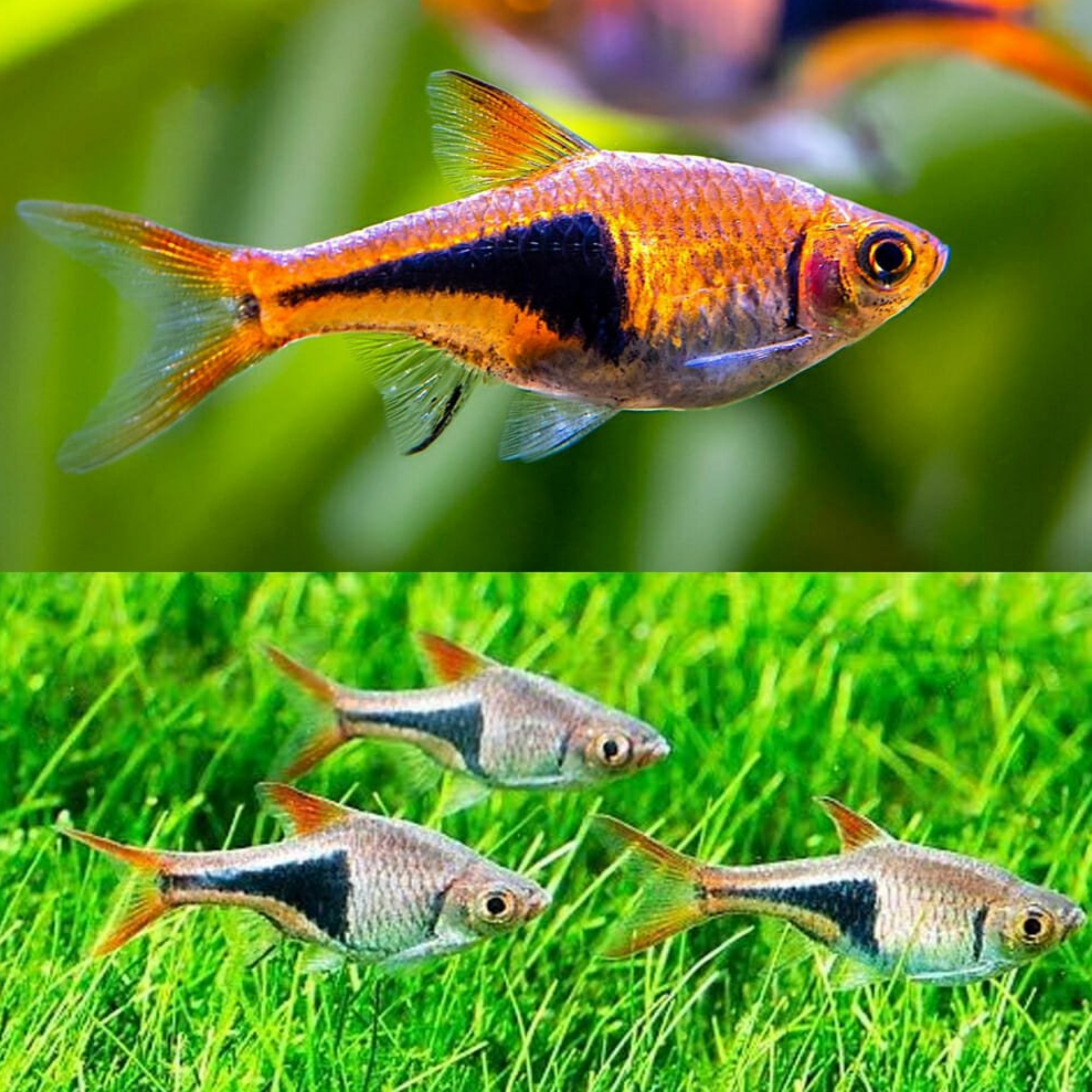 Rasbora Harequin