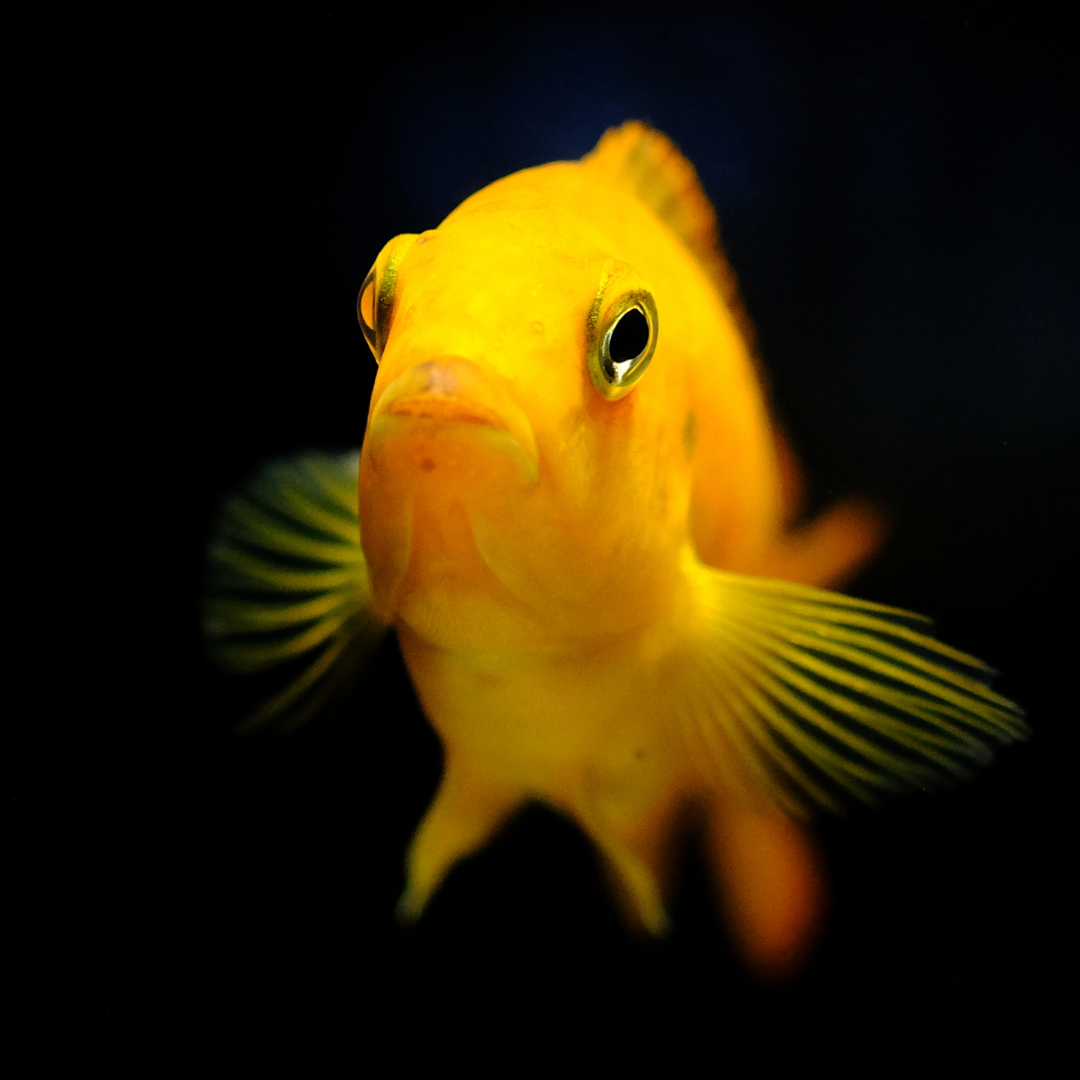 Electric Yellow Cichlid - alternate view 2