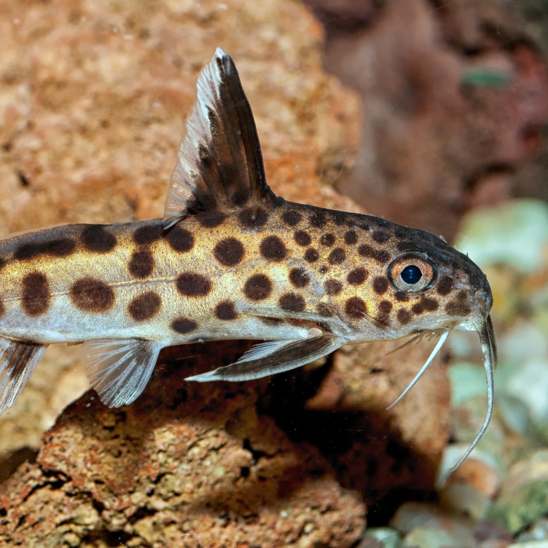 Synodontis catfish in a freshwater aquarium