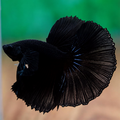 Black Halfmoon Betta