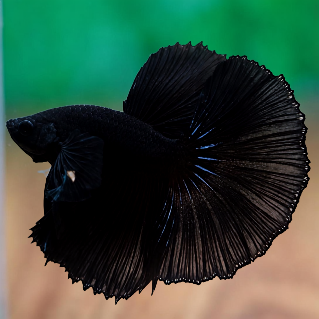 Black Halfmoon Betta