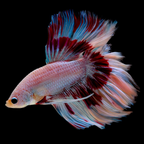Betta - Double Tail - Assorted