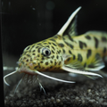 Petricola Golden Catfish