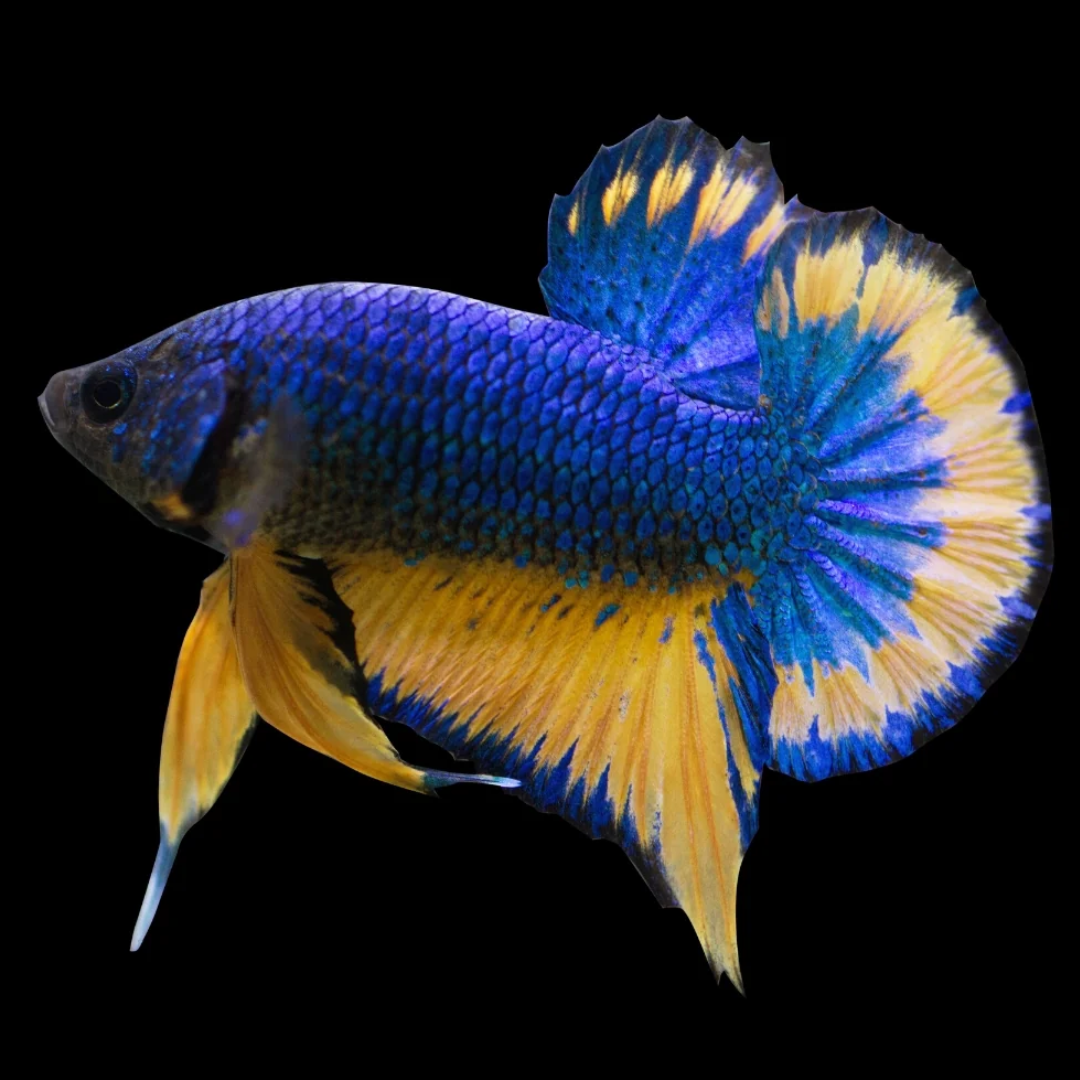 Mustard Gas Plakat Betta