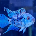 Jack Dempsey Cichlid - Electric Blue