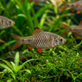 Checkered Barb