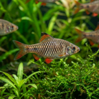 Checkered Barb