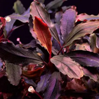 Buchephalandra Catherine Giant