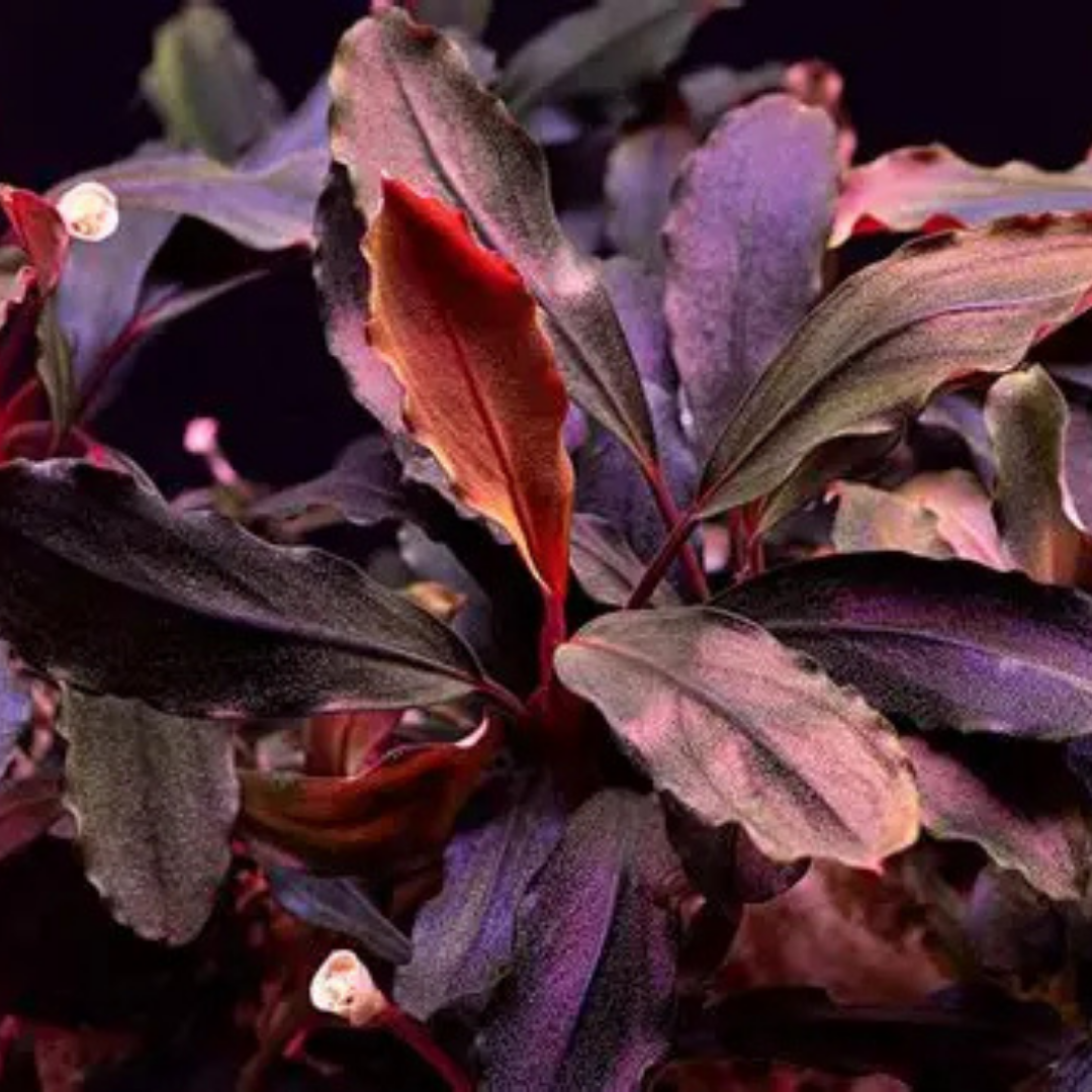 Buchephalandra Catherine Giant