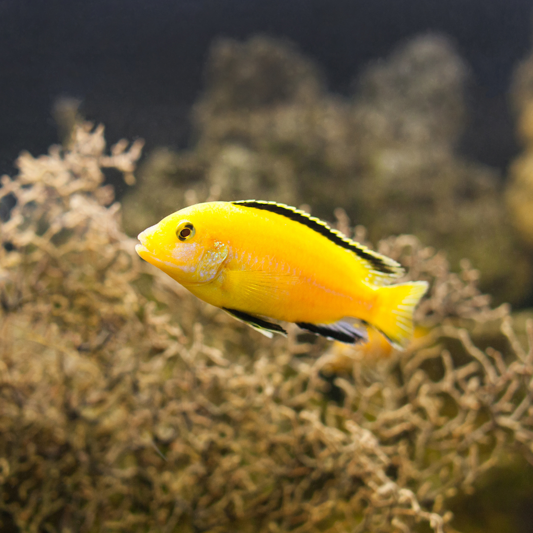 Electric Yellow African cichlid in a freshwater aquarium