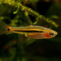 Rasbora Least