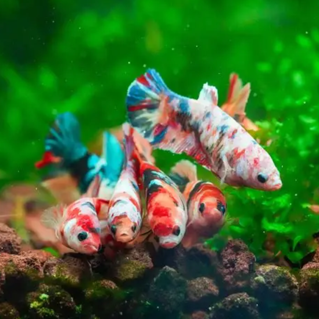 Assorted Fancy Female Betta