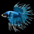 Betta - Crowntail - Assorted