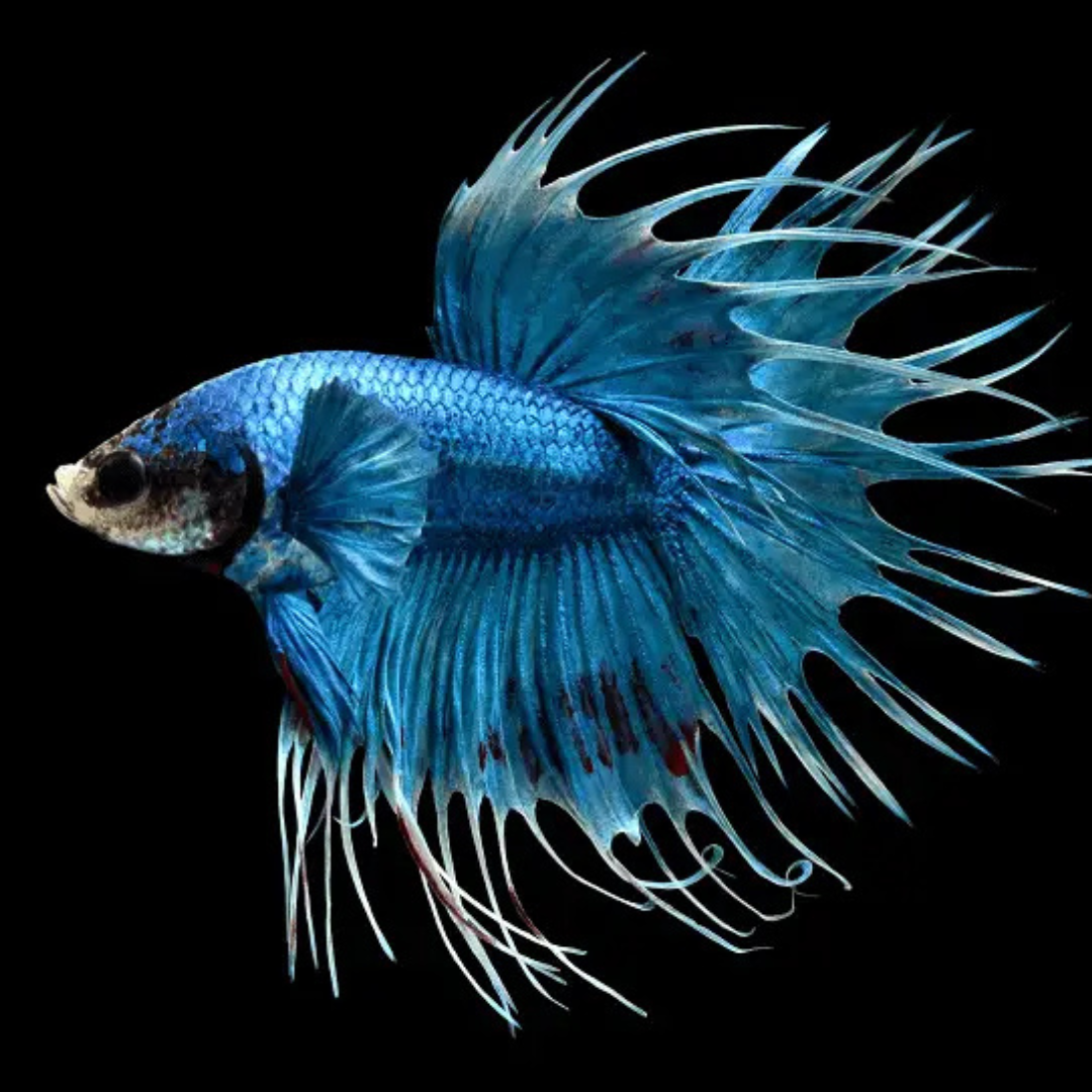 Betta - Crowntail - Assorted