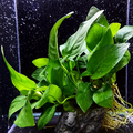 Anubias Jumbo aquarium plant